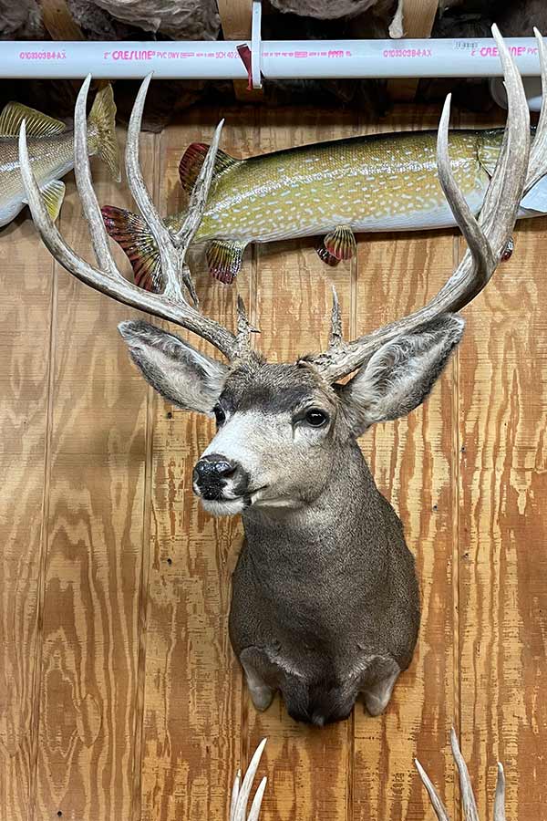 Trophy mule deer head mounted on a wall