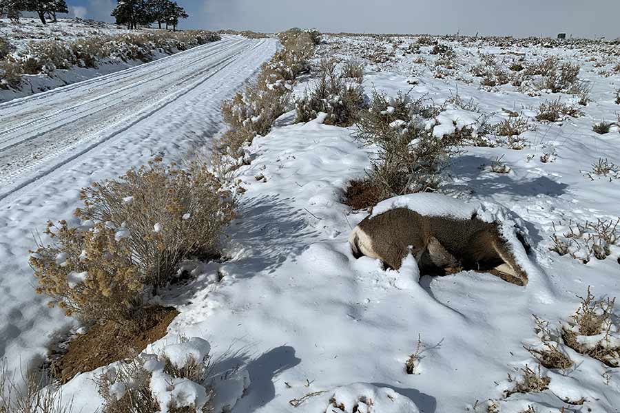 Poached deer left to waste by the side of the road, covered in snow