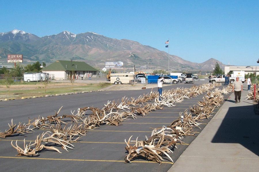 DWR shuts down antler gathering to protect Utah's big game