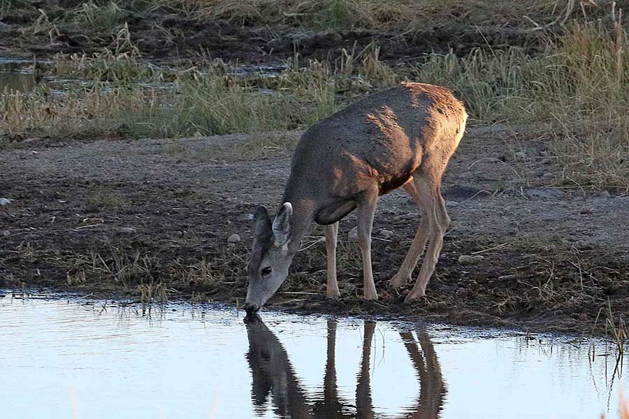 Deer fawn drinks from a pond in northern Utah