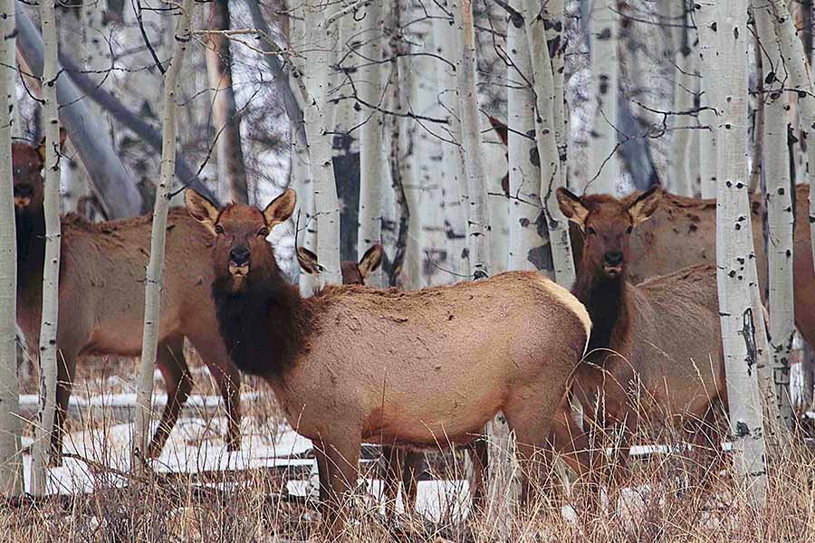 Several cow elk standing in a snowy forest