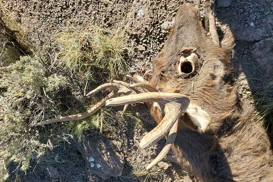 Head of an illegally killed bull elk with antlers branched above its ears