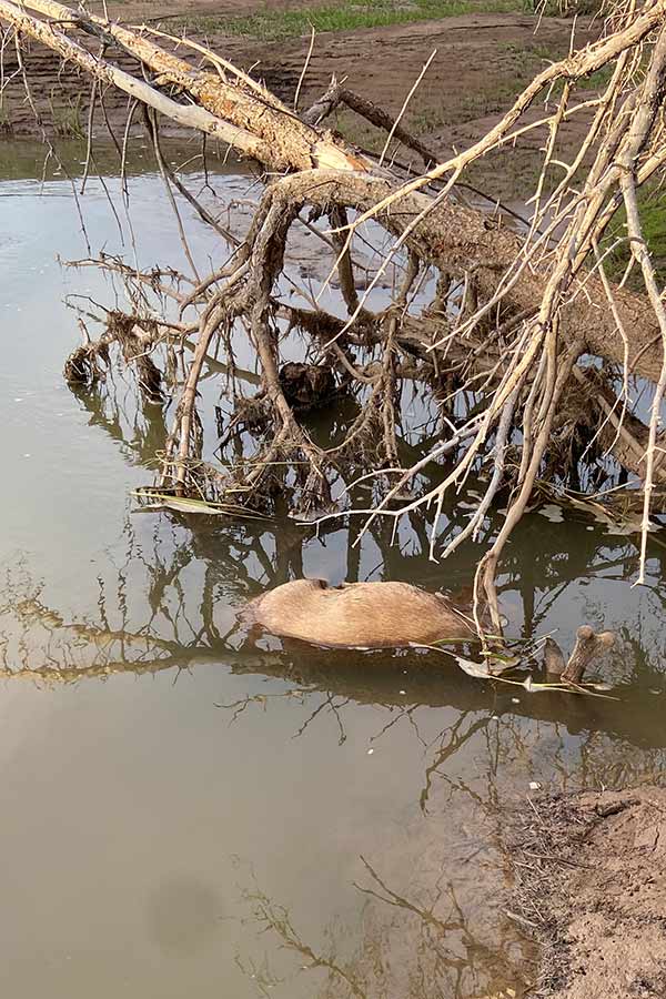 Illegally killed buck deer lying in the Sevier River