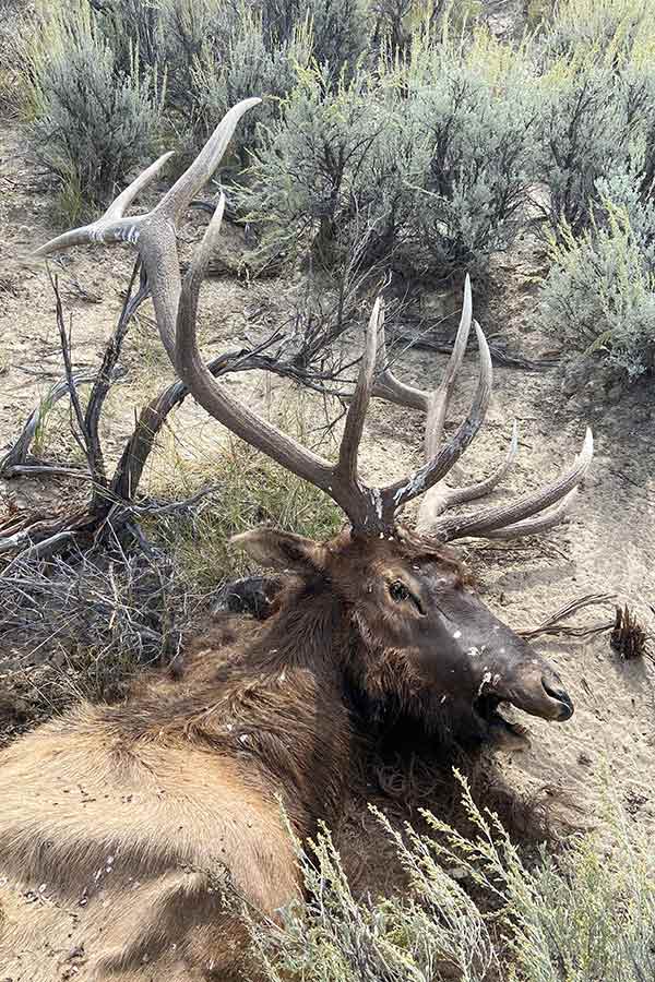 Poached trophy elk left to waste on the ground in Garfield County, Utah
