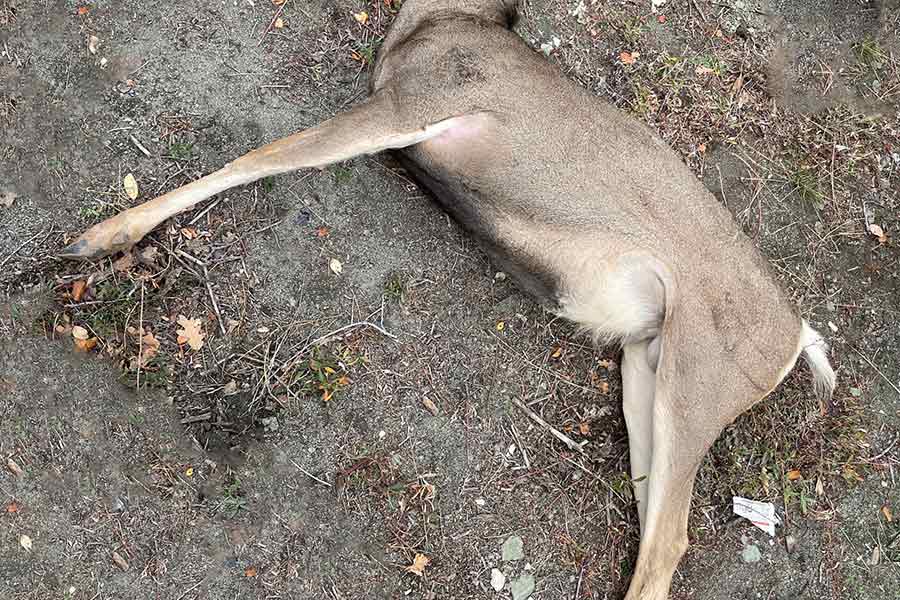 Beheaded buck deer carcass lying on the ground to waste in Utah County