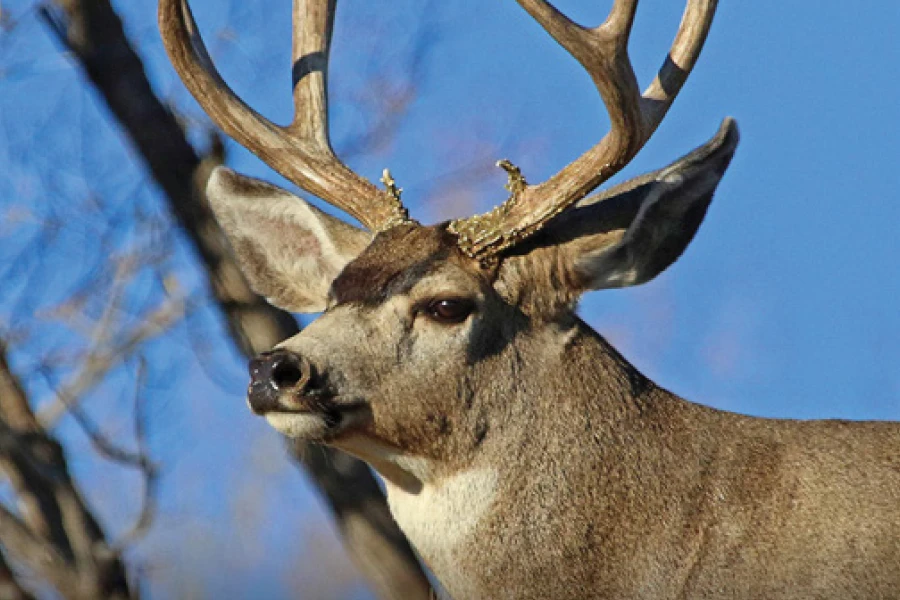 Utah Big Game Application Guidebook