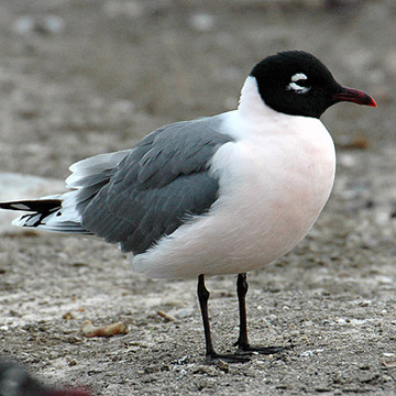 An image of a gray-and-white gull with a black head.
